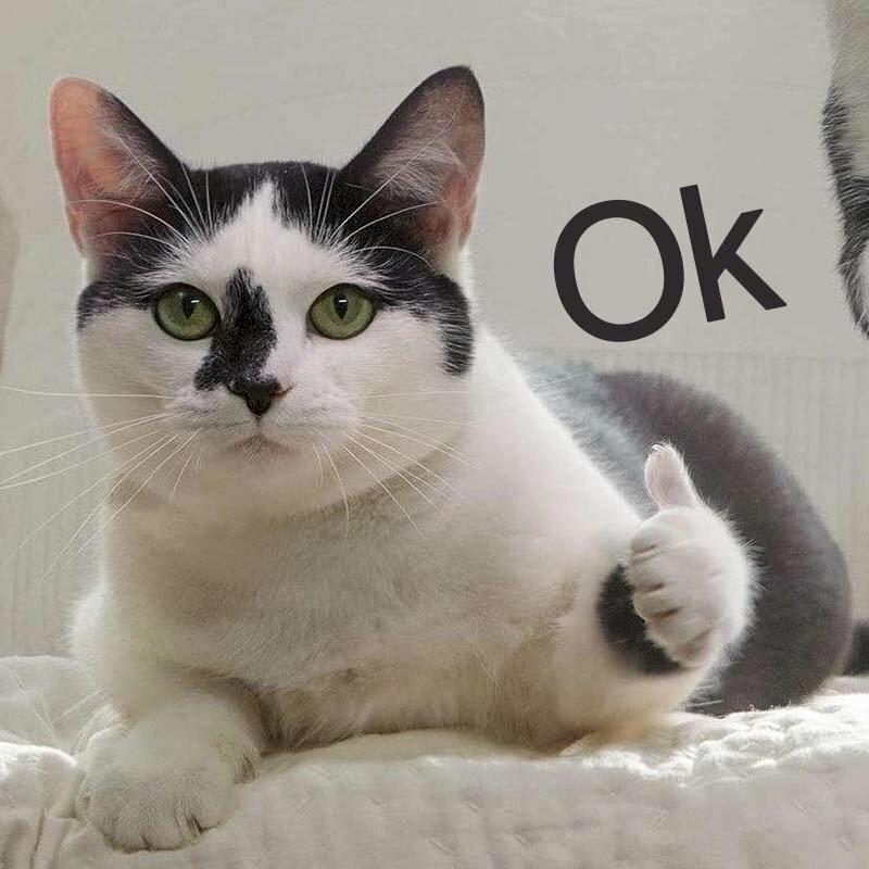 Cười thả ga với những ảnh meme vui nhộn không thể bỏ qua