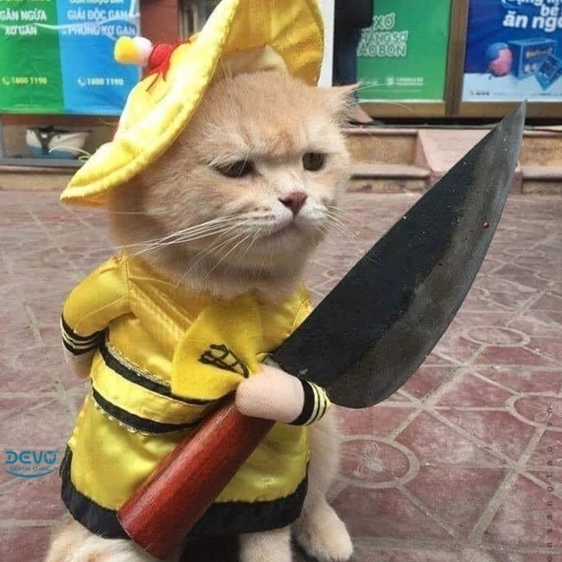 Trọn bộ kho ảnh chế meme mới nhất cập nhật liên tục cho bạn