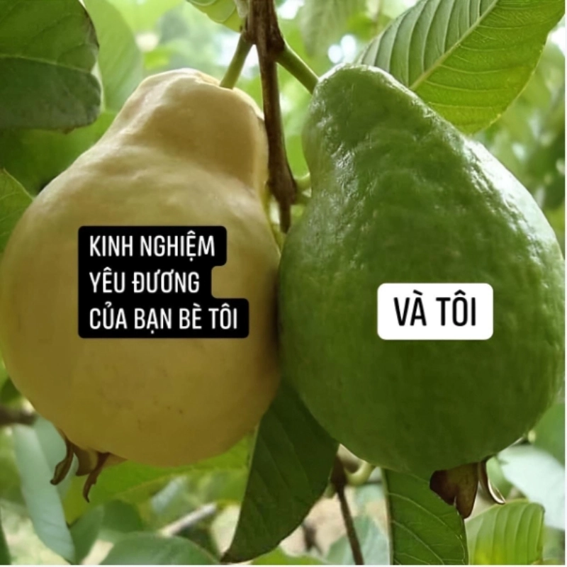 Xem ngay chế ảnh meme hài hước chuẩn trend năm nay