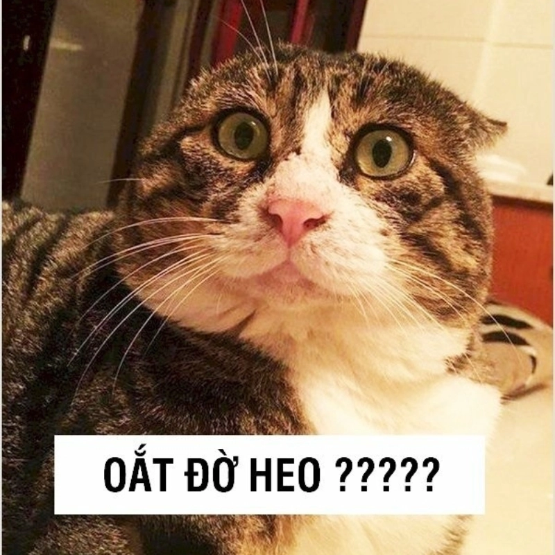 Giải trí cực mạnh cùng meme ảnh hài hước cute siêu đáng yêu