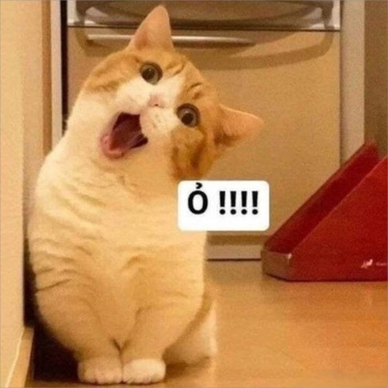 Những kiểu ảnh meme hài hước bựa khiến dân mạng cười rớt nước mắt
