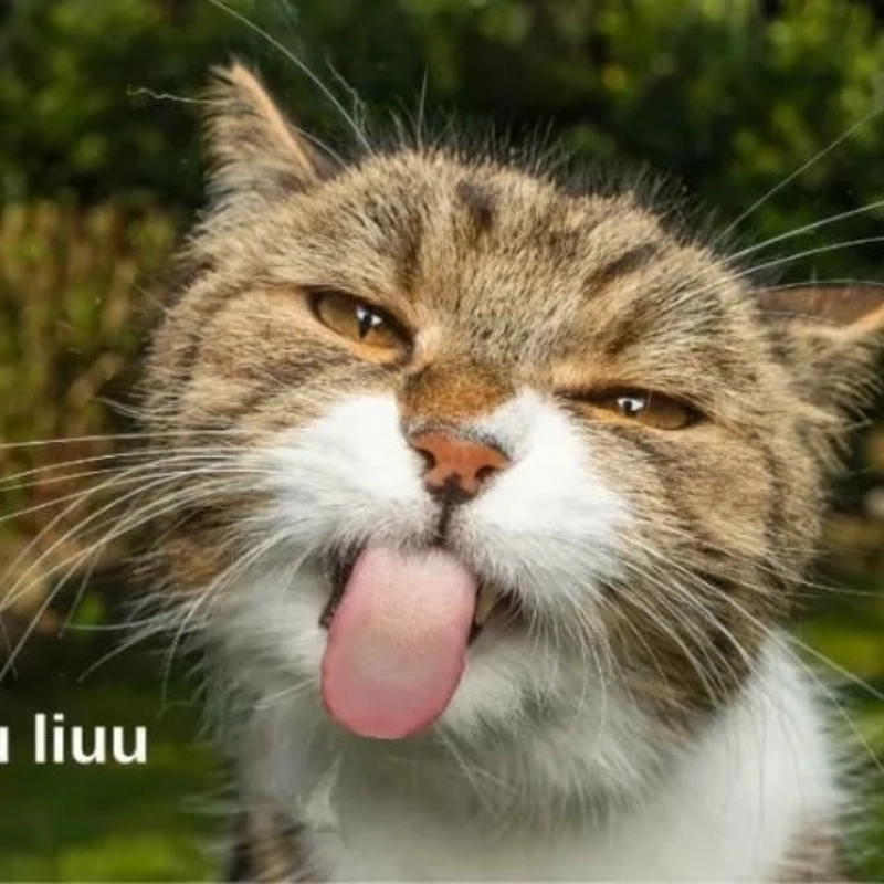 Bộ sưu tập ảnh meme hài cute dành cho tín đồ dễ thương