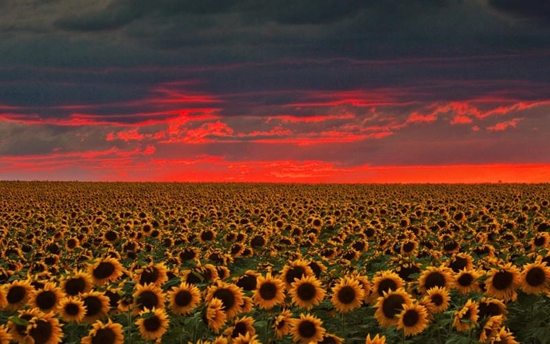 Chiêm ngưỡng ảnh phong cảnh lãng mạn thơ mộng