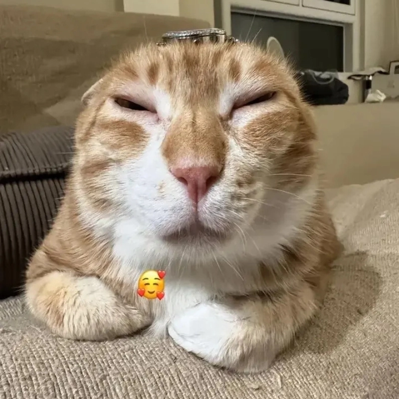 Cười không ngớt với bộ avatar meme hài cực hot