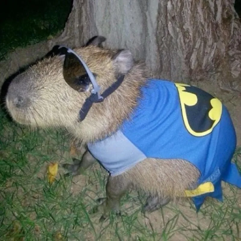 Thay đổi phong cách với avatar capybara meme siêu ngầu