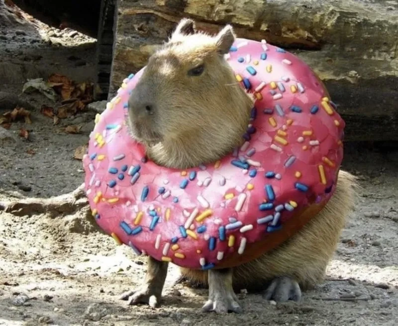 Bộ sưu tập cười sảng khoái cùng capybara capybara meme độc nhất