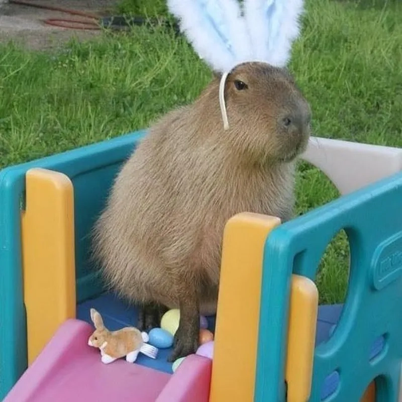 Sáng tạo phong cách riêng với capybara meme art đầy màu sắc