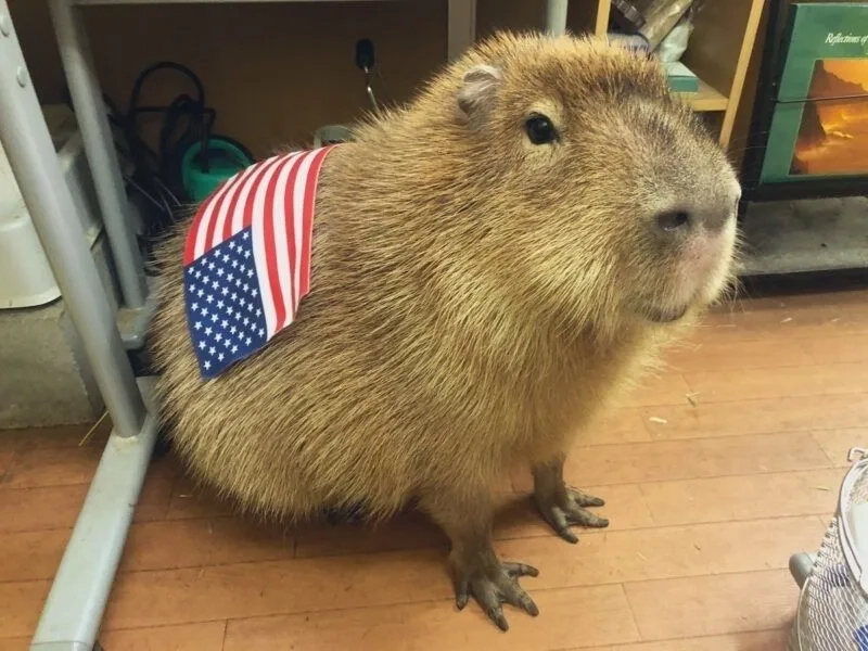 Bộ ảnh hài hước nhất chính là capybara meme pictures vui nhộn