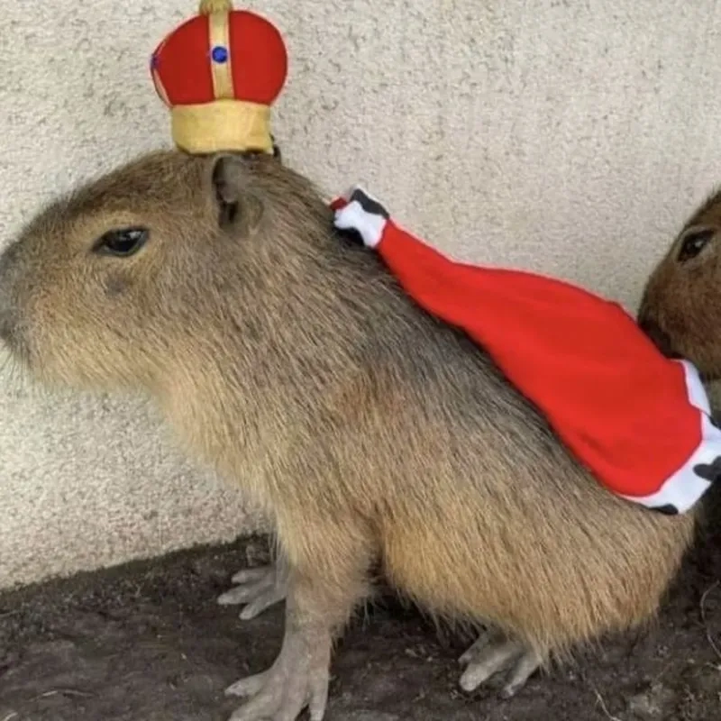 Giải trí bất tận cùng funny funny capybara meme cực viral