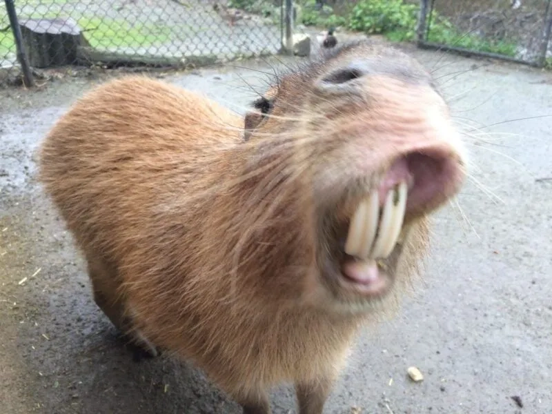 Capybara meme là gì?