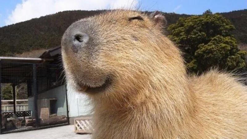 Capybara meme cute là gì?