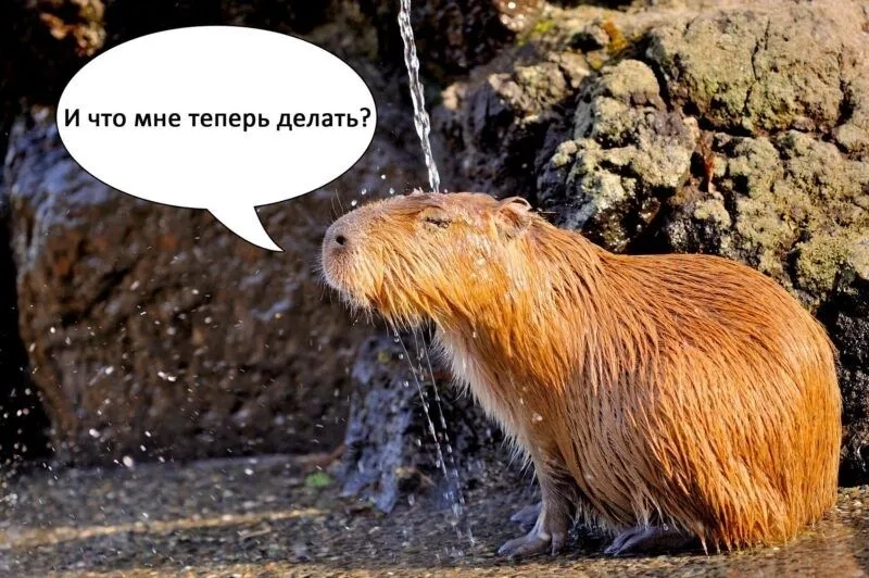 Cười ngất với capybara cute meme cực dễ thương ai cũng mê