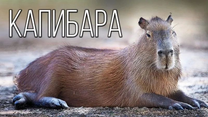 Thư giãn mỗi ngày cùng capybara meme cute siêu hài hước