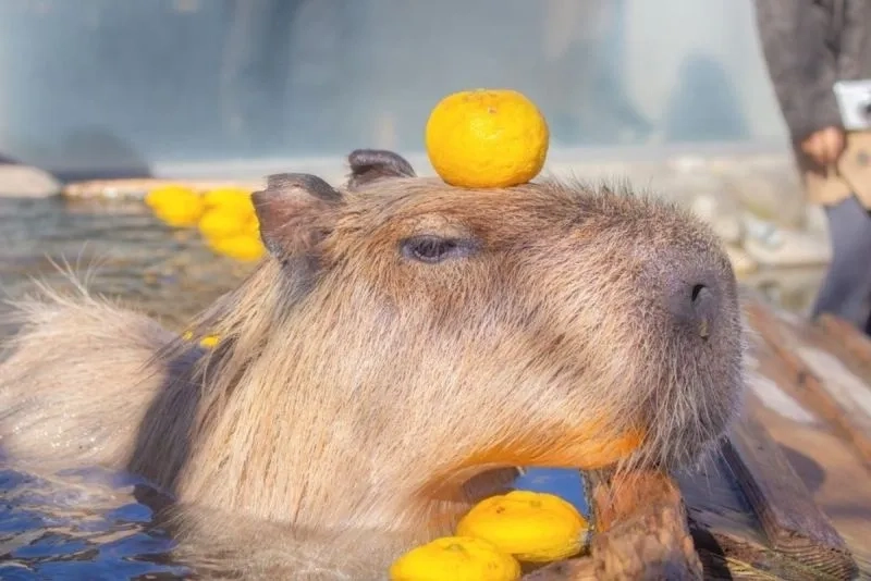 Tải ngay cute capybara meme để thêm niềm vui vào bộ sưu tập