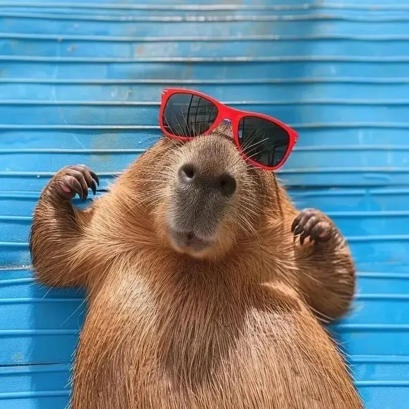 Khám phá trọn bộ hình ảnh capybara meme chất lượng cao