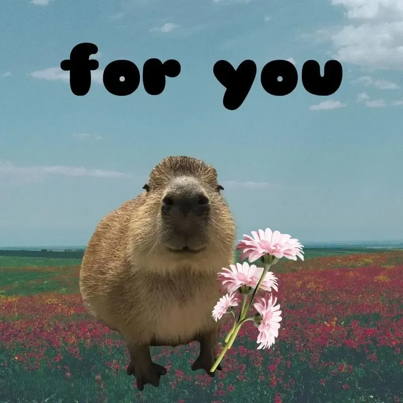 Sưu tầm hình nền capybara meme độc lạ cho điện thoại và máy tính