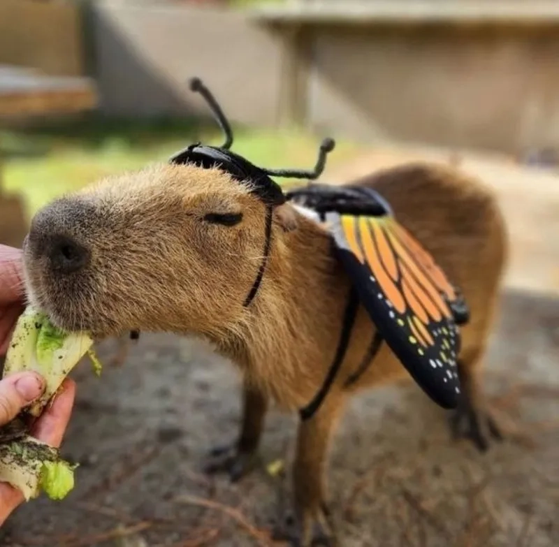 Giải trí cực mạnh với hình meme capybara vui nhộn mỗi ngày