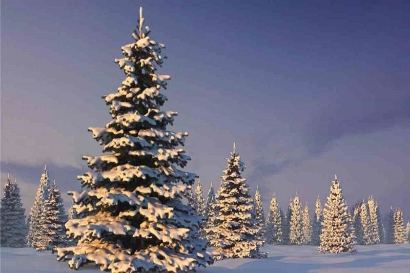 Cười sảng với cây thông Noel vui nhộn