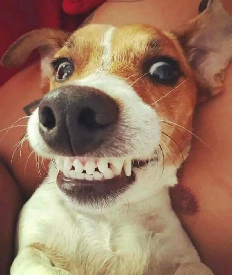 Kho cheems meme templates chất lượng cho dân edit