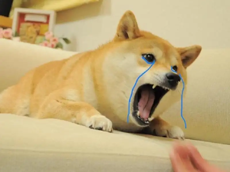 Bộ ảnh chó cheems meme gây sốt cộng đồng mạng