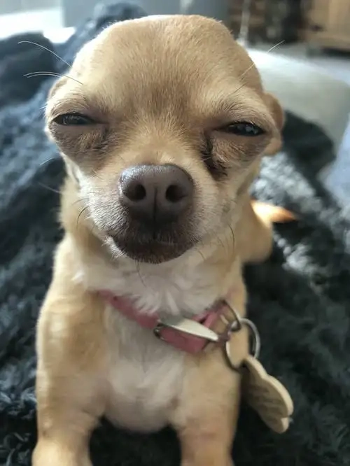 Chihuahua meme là gì?