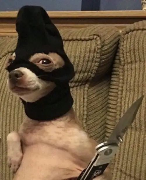 Cười xỉu với bộ sưu tập chihuahua memes siêu hài