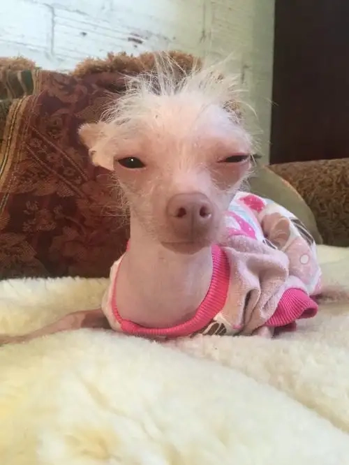 Tổng hợp những chiwawa meme đang hot nhất hiện nay
