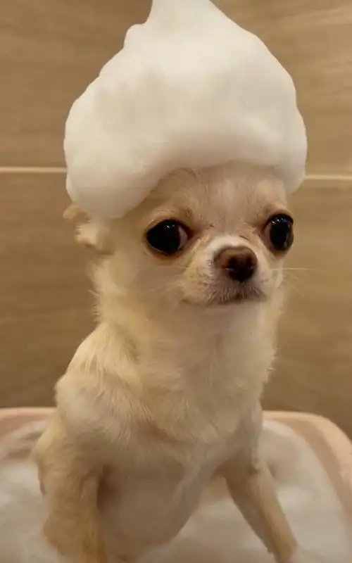 Thả ga tiếng cười cùng meme chihuahua siêu bựa