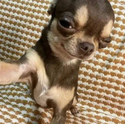 Bộ sưu tập meme chó chihuahua đáng yêu khó cưỡng