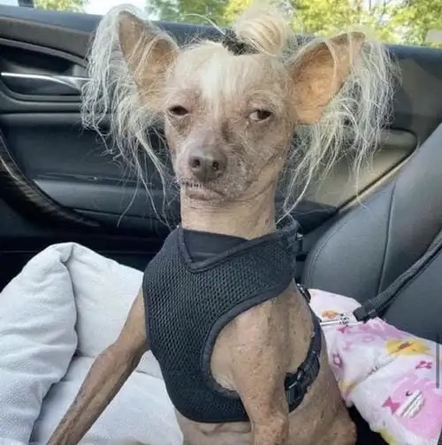Tìm ngay những chó chihuahua meme hot trend cực vui