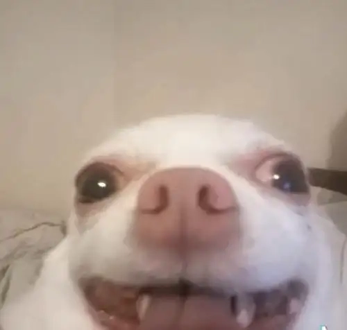 Giải trí cực mạnh với angry chihuahua meme viral