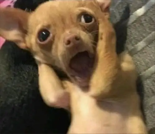 Cười nghiêng ngả với dog meme chihuahua dễ thương