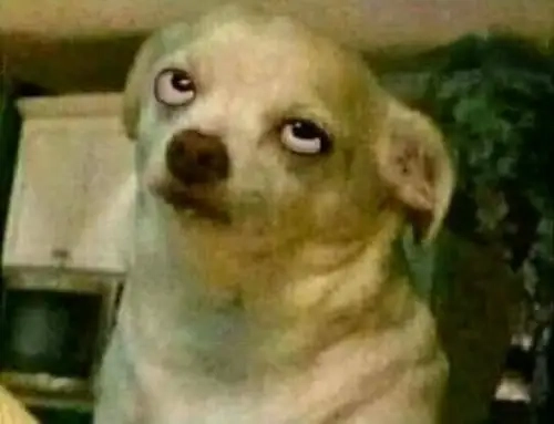 Trọn bộ adios chihuahua meme bá đạo cực chất