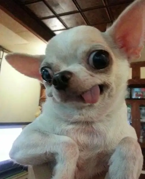 Không thể bỏ lỡ angry chihuahua meme gif siêu hài