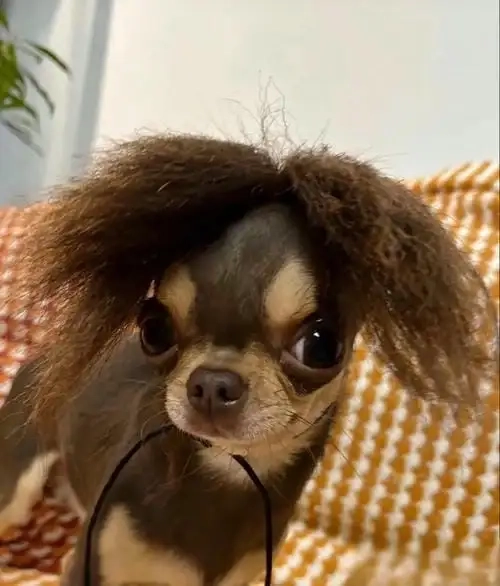 Bộ sưu tập annoyed chihuahua meme cực độc lạ