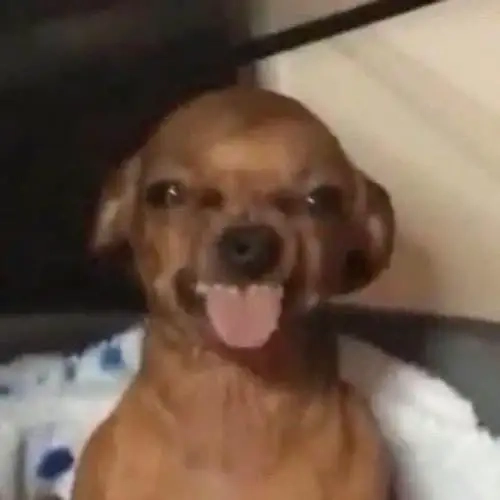 Top awkward chihuahua meme khiến ai cũng phì cười
