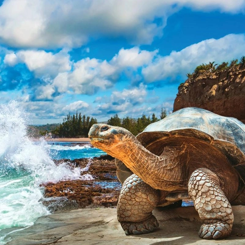 Cùng khám phá vì sao Galapagos là điểm đến yêu thích