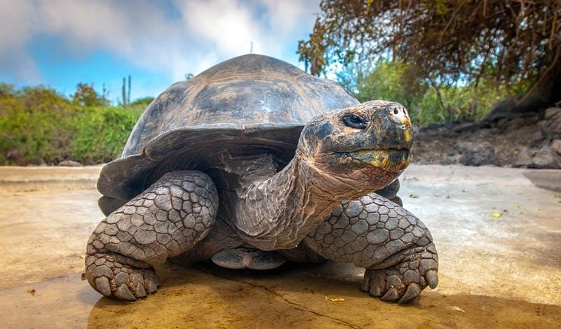 Sưu tầm những bức Galapagos hoang sơ