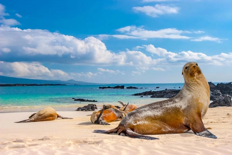 Cùng du ngoạn Galapagos hùng vĩ