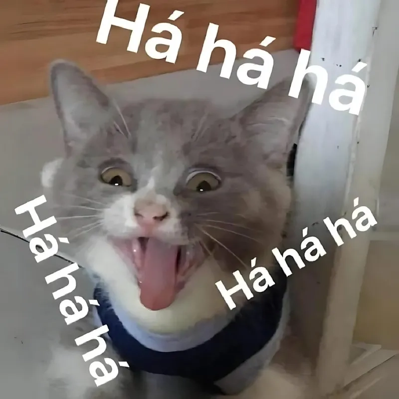 Đừng bỏ lỡ meme cười haha siêu hot gây bão