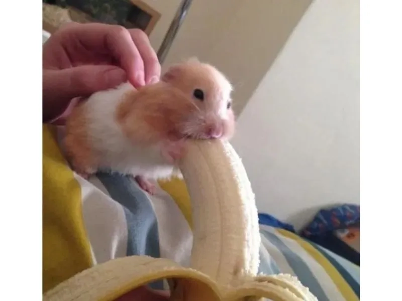 Hamster meme là gì?