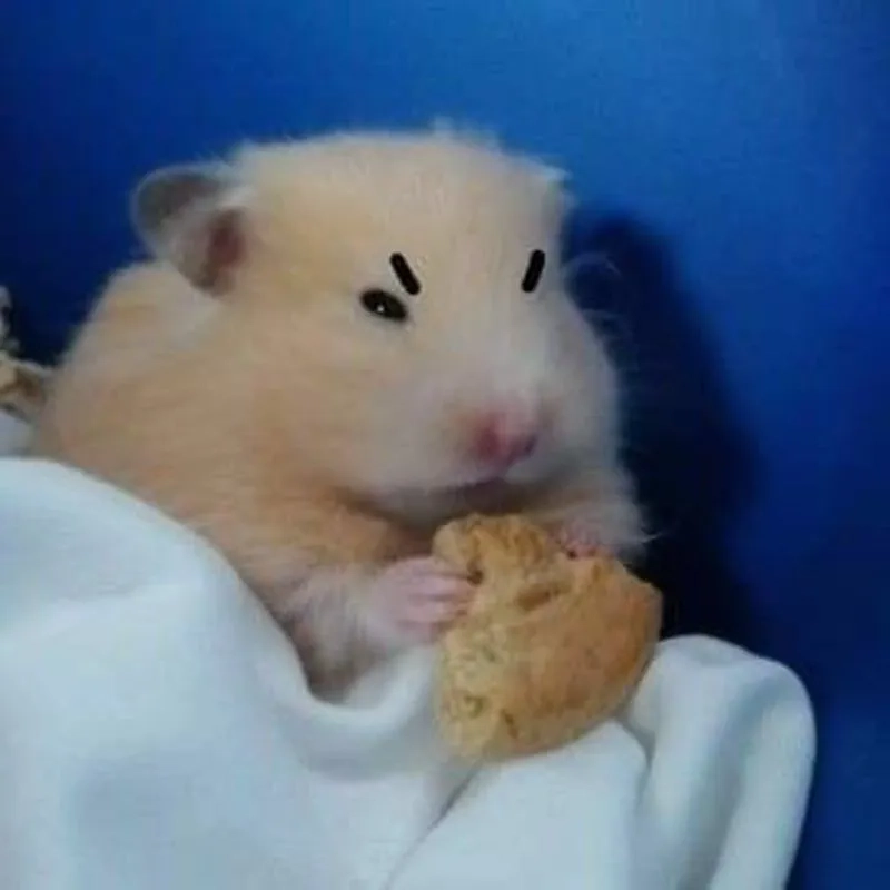 Thả ngay ảnh chuột hamster cute meme để bạn bè cười xỉu