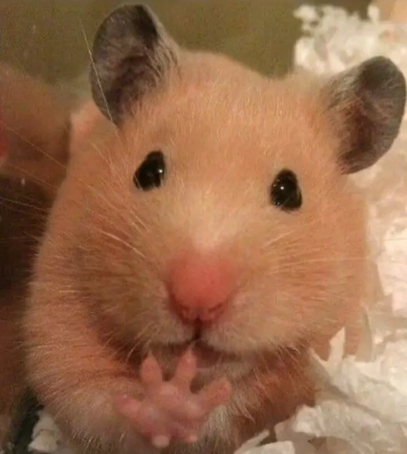 Bộ sưu tập hamster meme cute khiến tim tan chảy