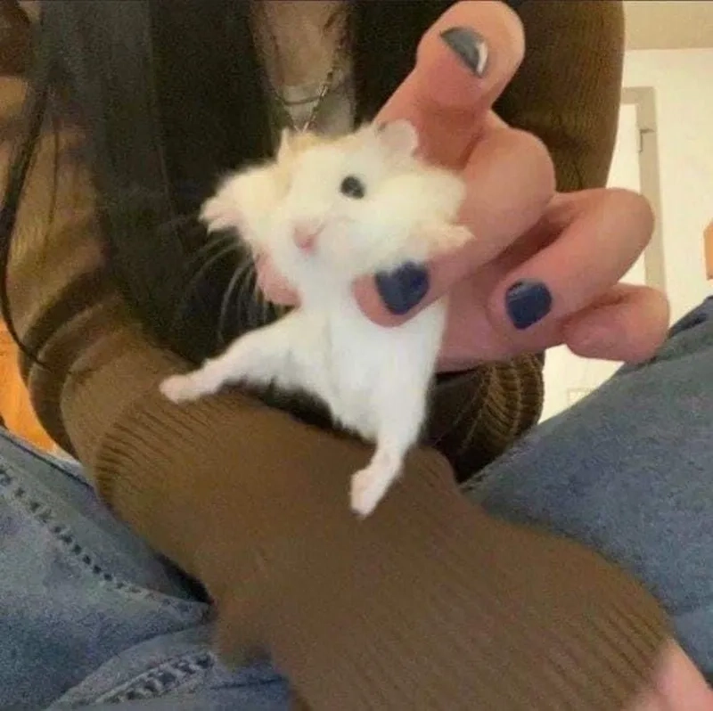 Cười thả ga cùng hamster cute meme hot trend