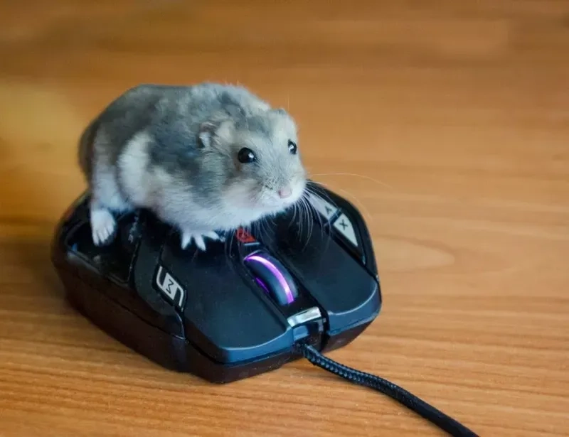 Chia sẻ liền tay meme hamster cute đang viral