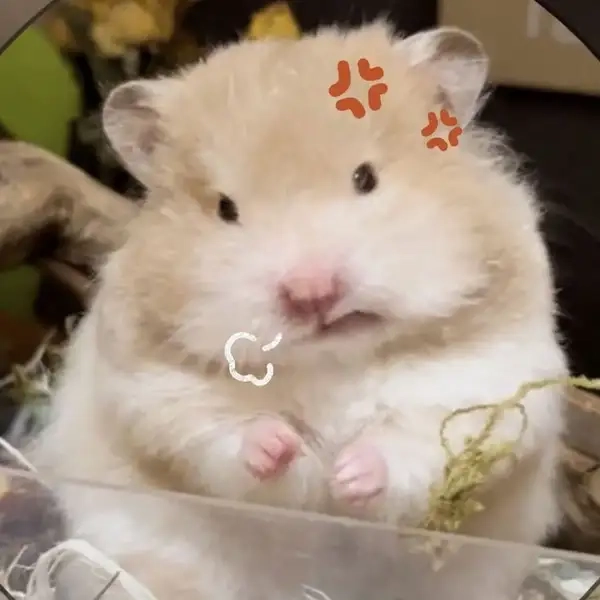 Gây sốt cộng đồng mạng nhờ hài hước meme chuột hamster