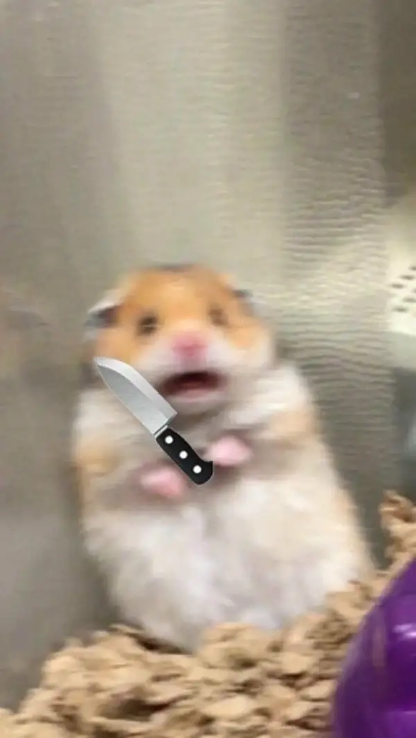 Trọn bộ meme hình ảnh chuột hamster hài hước bá đạo