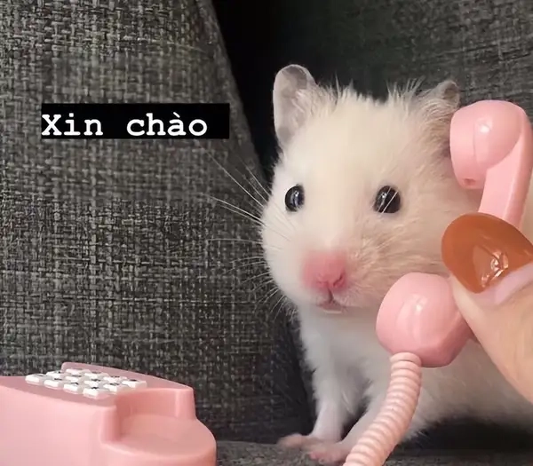Gây cười cực mạnh với hello meme funny mới nhất
