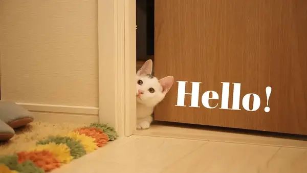 Không thể bỏ qua cat hello meme hot trend hôm nay