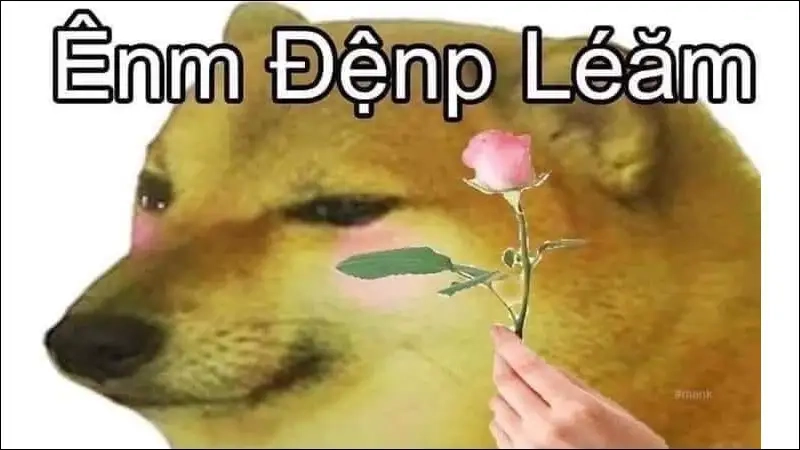 Sưu tầm ngay bộ sưu tập cheems meme chó hot trend nhất hiện nay